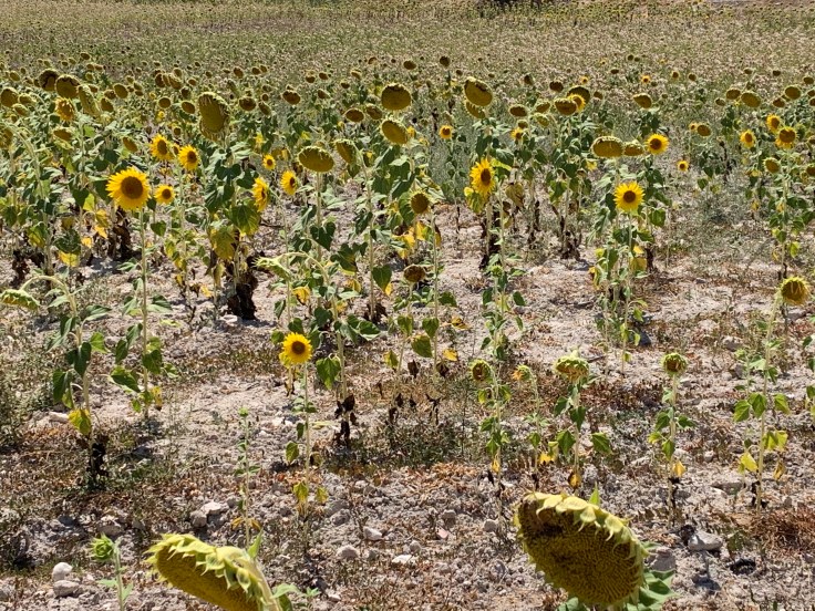 8zrNdrysQG+F8MfnyouF2A