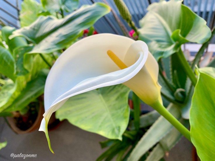 9238837F-1481-4387-B33D-9727526EF570_1_201_a